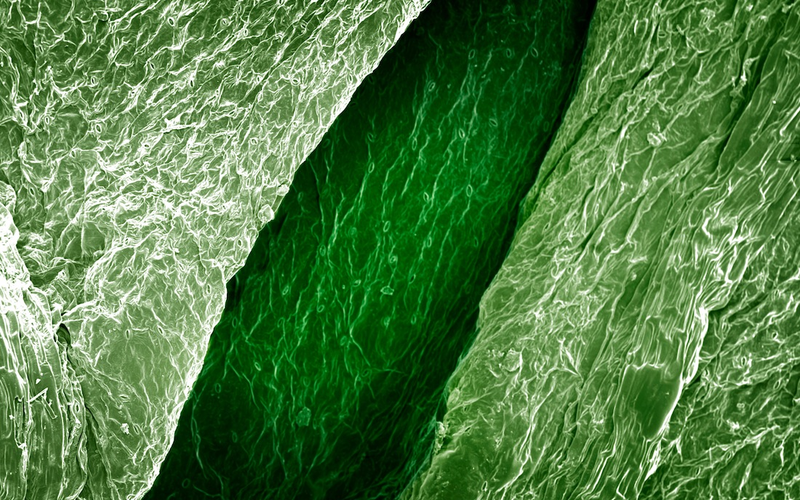 Illustration for article titled El mundo visto bajo el microscopio parece ciencia-ficción
